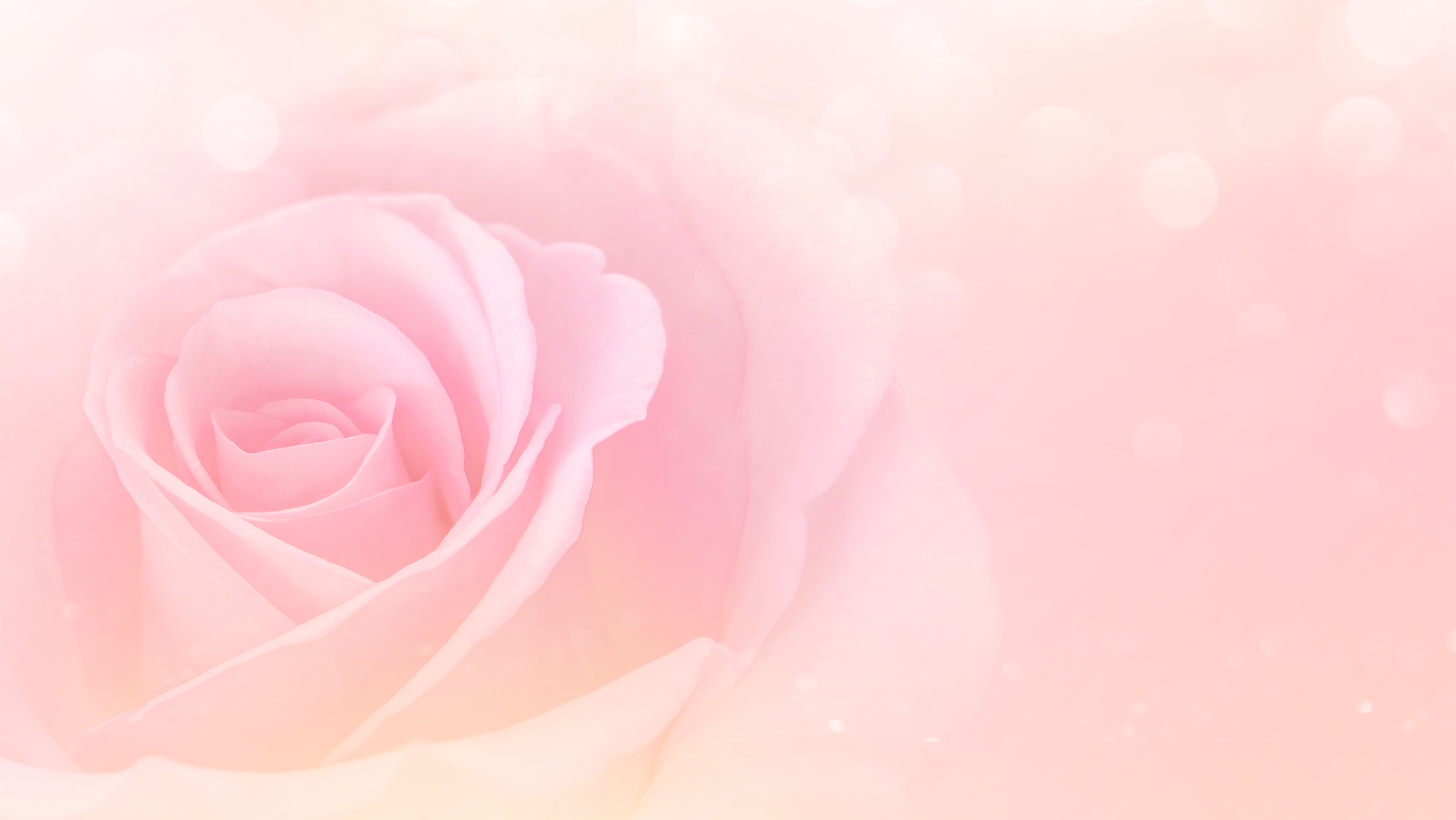 Valentines day and wedding Pink Rose background